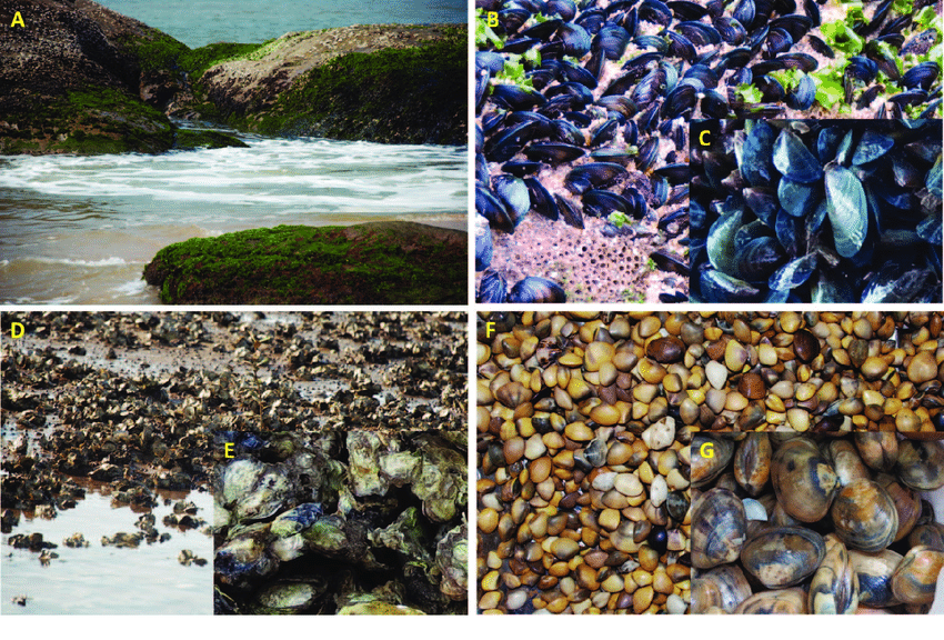 Habitat dos Bivalves: Onde Eles Vivem?