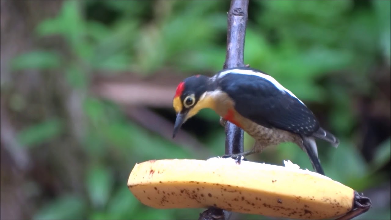 Pica Pau Benedito de Testa Amarela: Características e Habitat