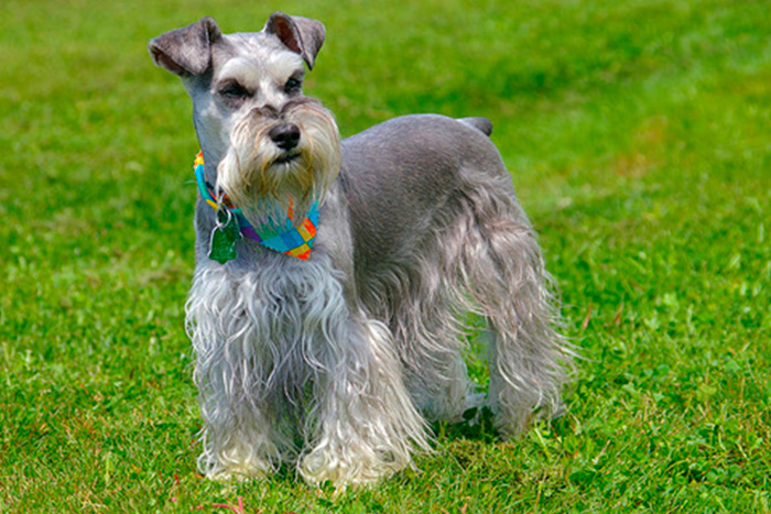 Tudo Sobre a Raça Schnauzer: Características e Fotos