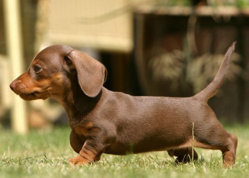 Dachshund: Curiosidades e Fatos Interessantes Sobre a Raça