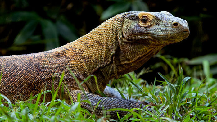Quais São os Predadores do Lagarto e Seus Inimigos Naturais?