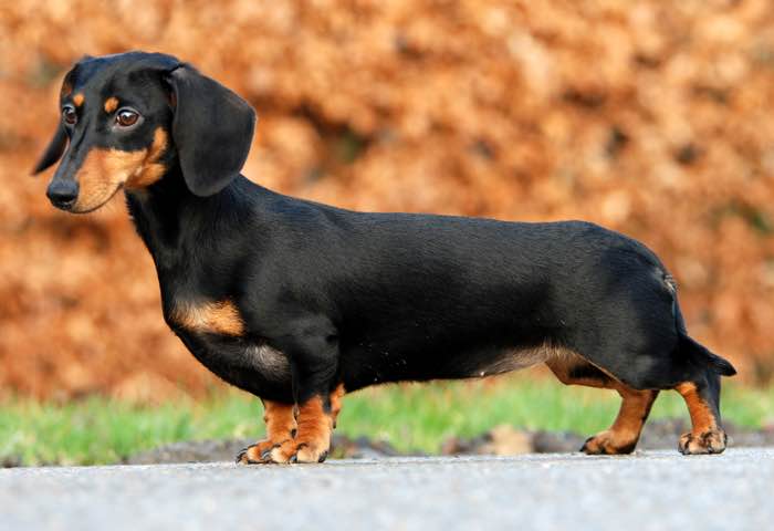Alimentação do Dachshund: o Que Eles Comem?