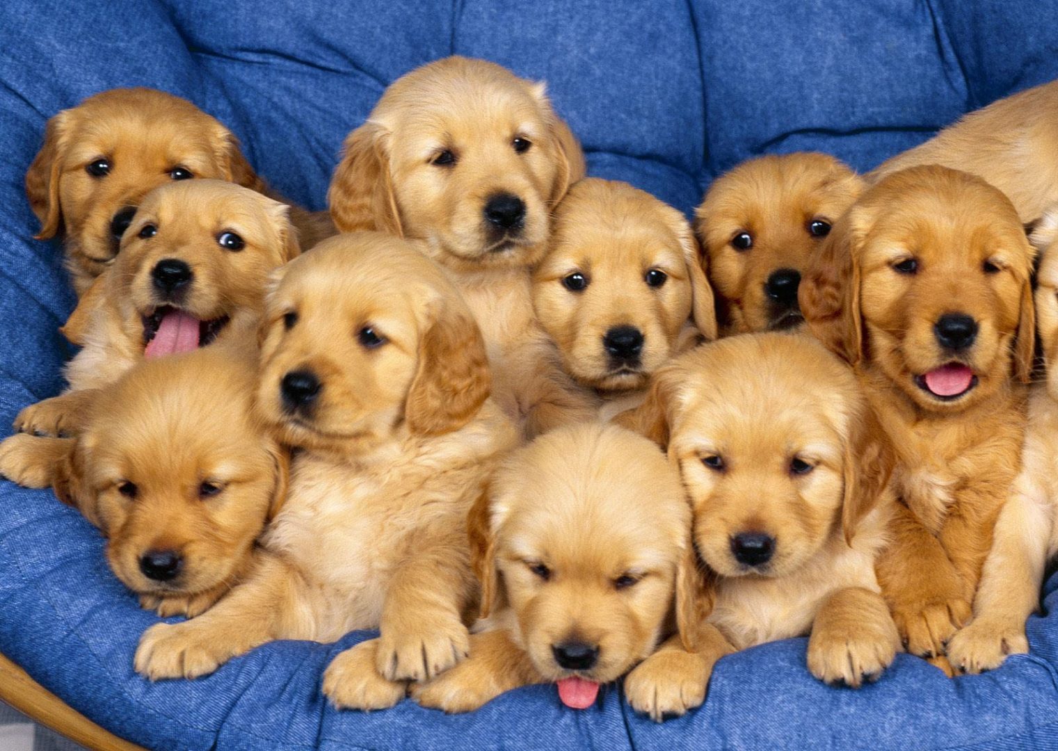 Qual o Intervalo de Tempo Entre um Filhote de Cão e Outro?