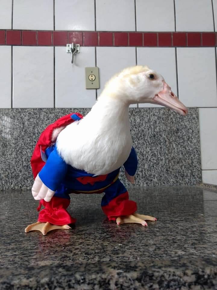 Como Ter um Pato de Estimação? Como Ter Legalizado?