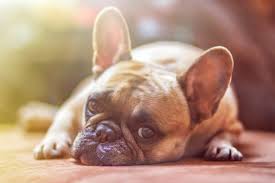 O Que é Bom Para Curar Anemia de Cachorro?