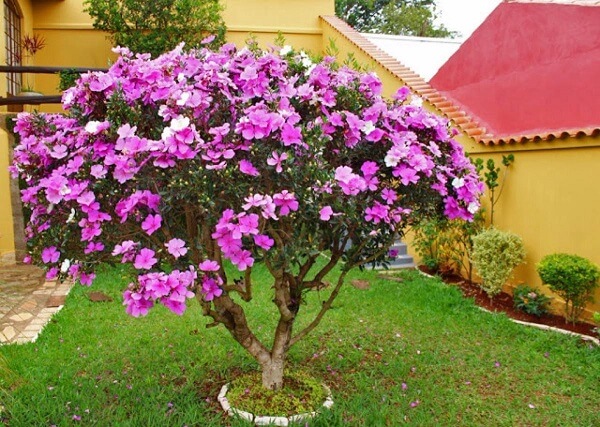 O Que é um Manacá? Onde Pode Ser Encontrado?