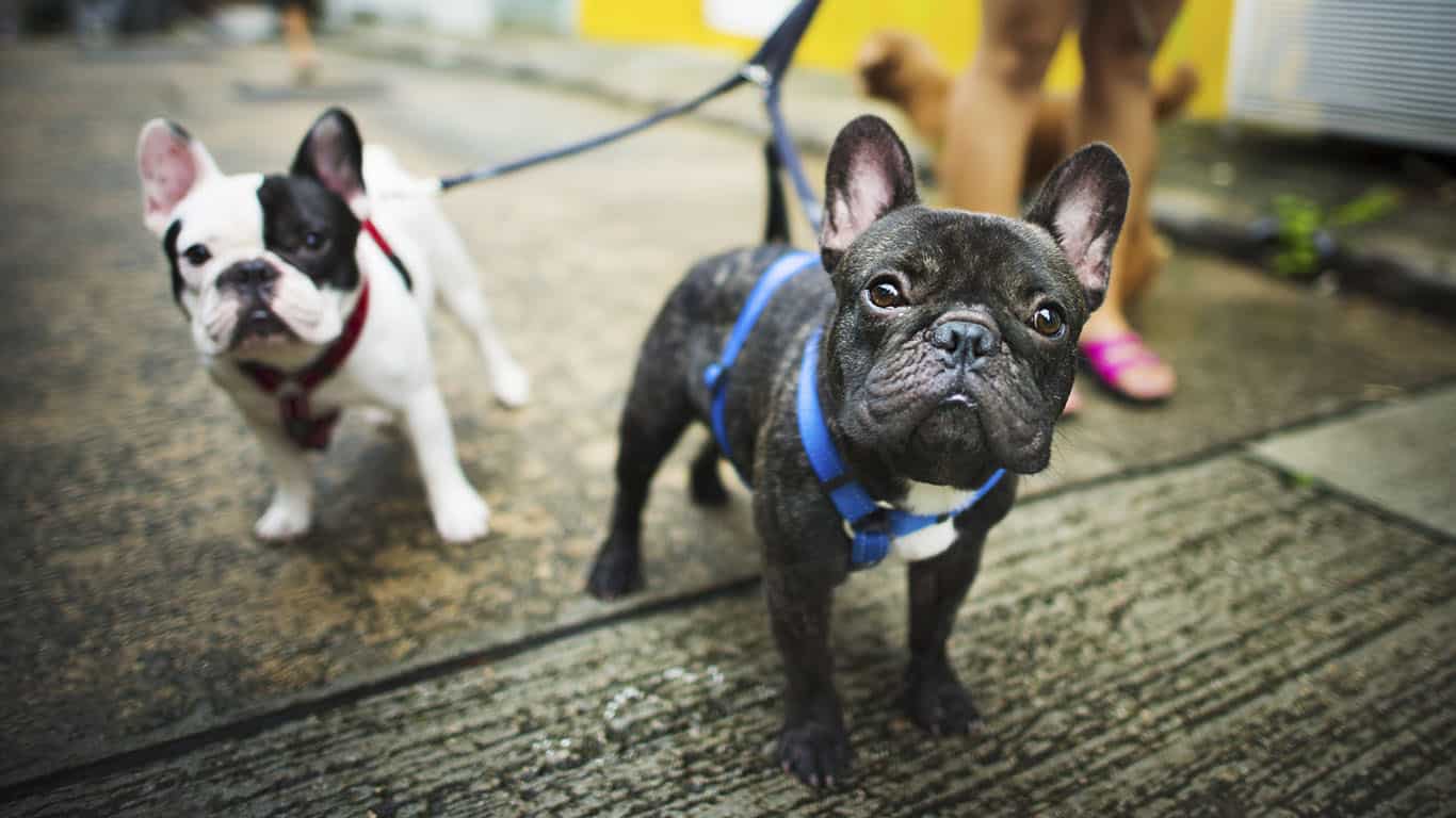 Quais as Raças Que Deram Origem ao Bulldog Francês?