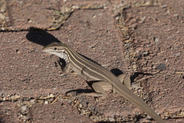 Lagarto Pequeno Chicote Listrado: Características, Habitat e Fotos