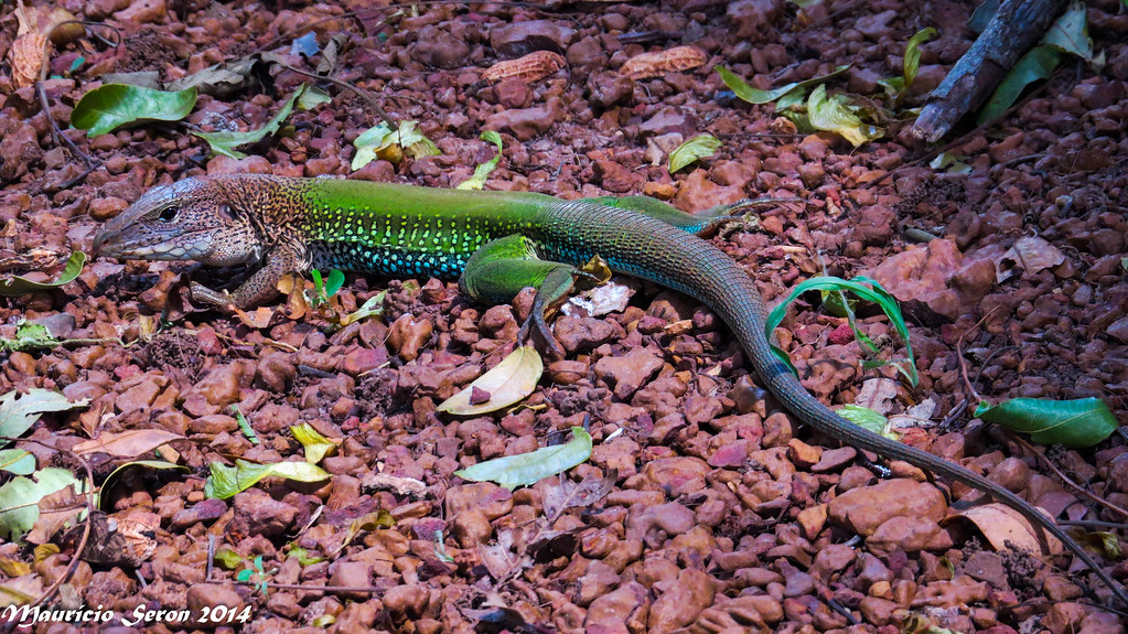 Lagarto Verde de Jardim: Características, Hábitat e Nome Científico