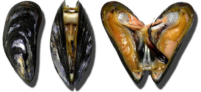 Alimentação dos Bivalves : O que Eles Comem?