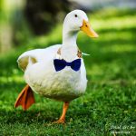 Pato nadando em lago
