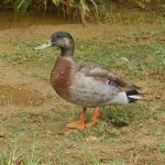 Pato doméstico espécie brasileira ave aquática