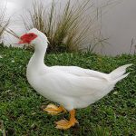 Pato família Anatidae ave aquática