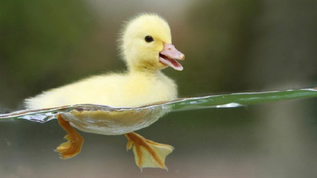 Ficha Técnica do Pato: Peso, Altura, Tamanho e Imagens