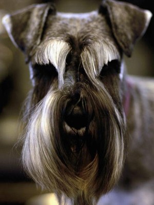 Filhote de Schnauzer Para Adoção: Onde Encontrar? Como Fazer?