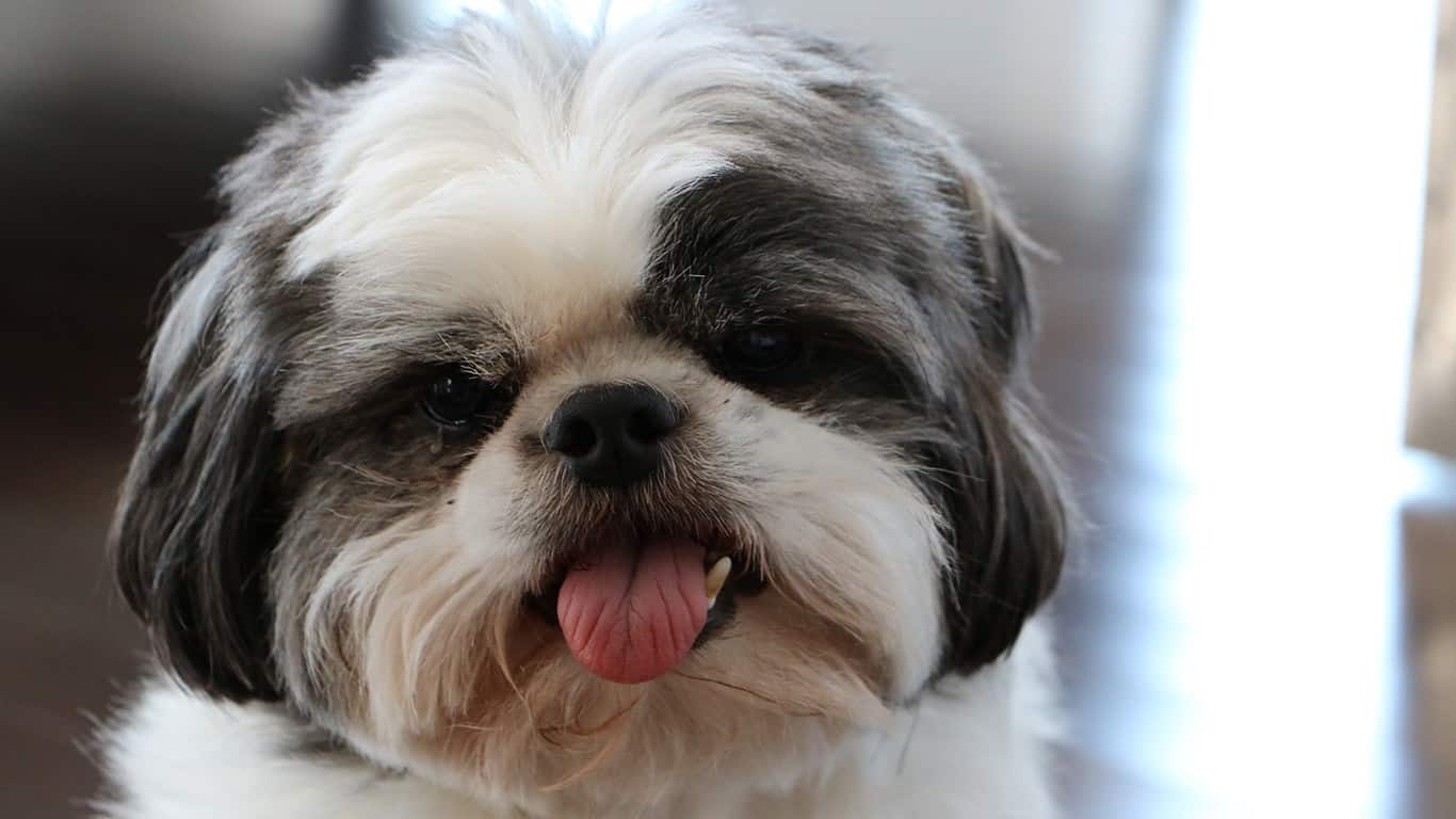 Diferencas do Shih-Tzu, do Zwergspitz e do Chihuahua
