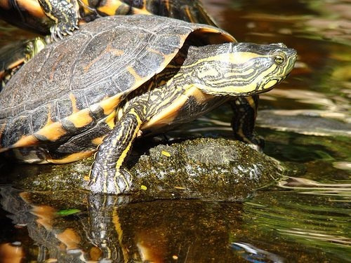 Como dar Banho em Uma Tartaruga Aquática?