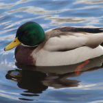 Pato família Anatidae com 146 espécies
