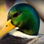 Aves da família Anatidae espécies variadas