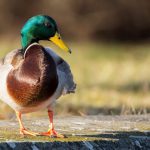 Pato e ganso aves aquáticas comparação