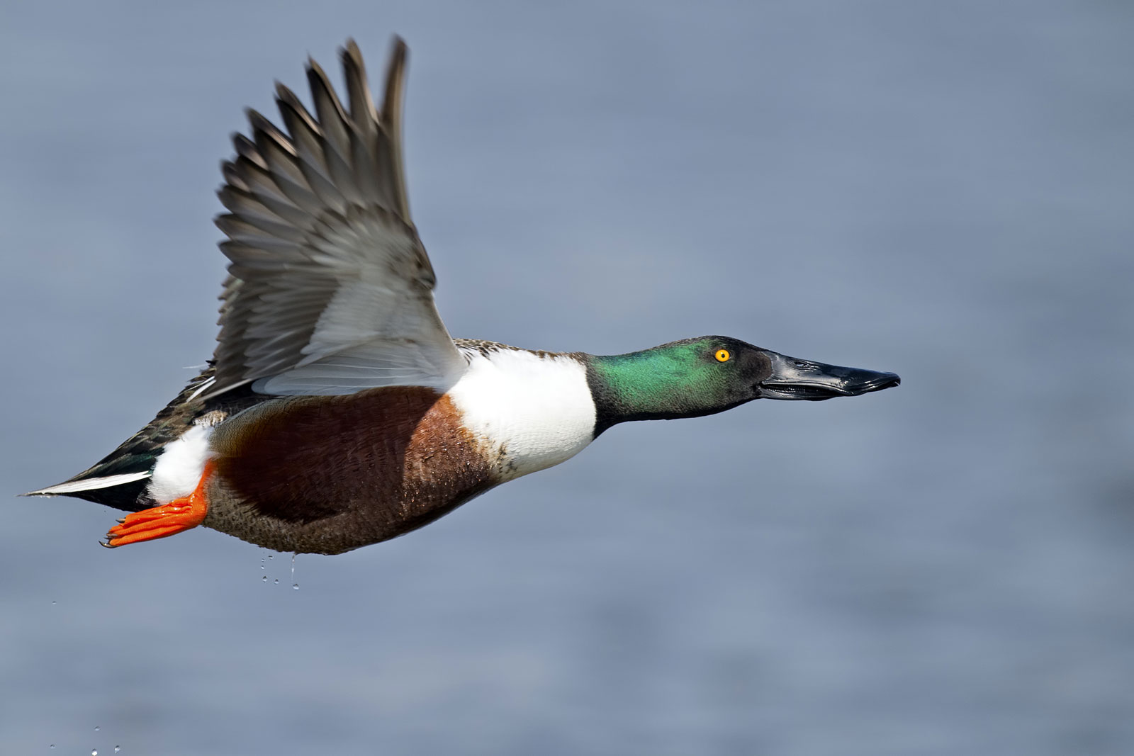 Para que Serve o Pato? Qual sua Função na Natureza?