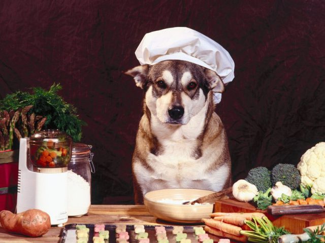 Que Tipo de Carne Posso Dar Para Meu Cachorro?