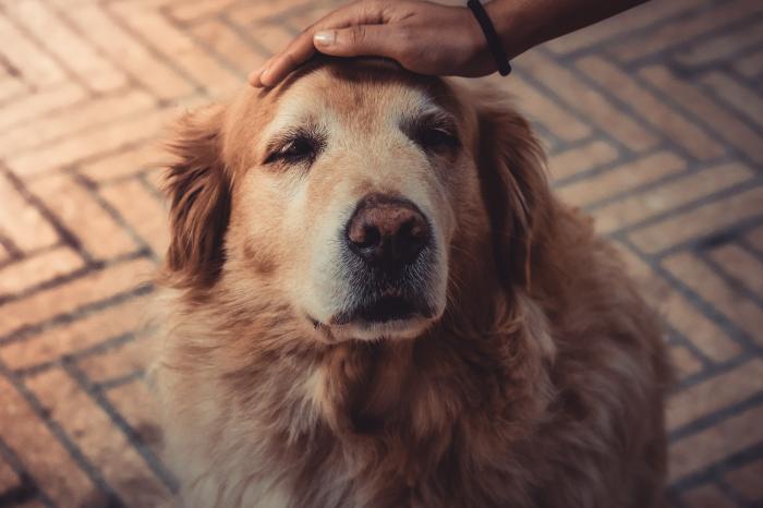 Meu Cachorro Avança nas Pessoas na Rua: E Agora?