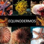 Fotos dos Equinodermos