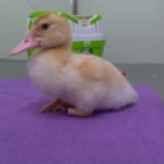 Pato características gerais pés com membrana natatória