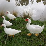 Pato nadando em ambiente natural