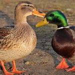 Diferença entre pato e marreco tamanho