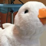 Pato macho e fêmea período de acasalamento