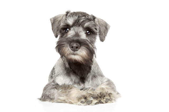Diferenças do Schnauzer para Terrier, Pooddle e Zwergspitz