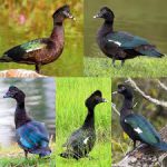 Pato doméstico originado do pato selvagem
