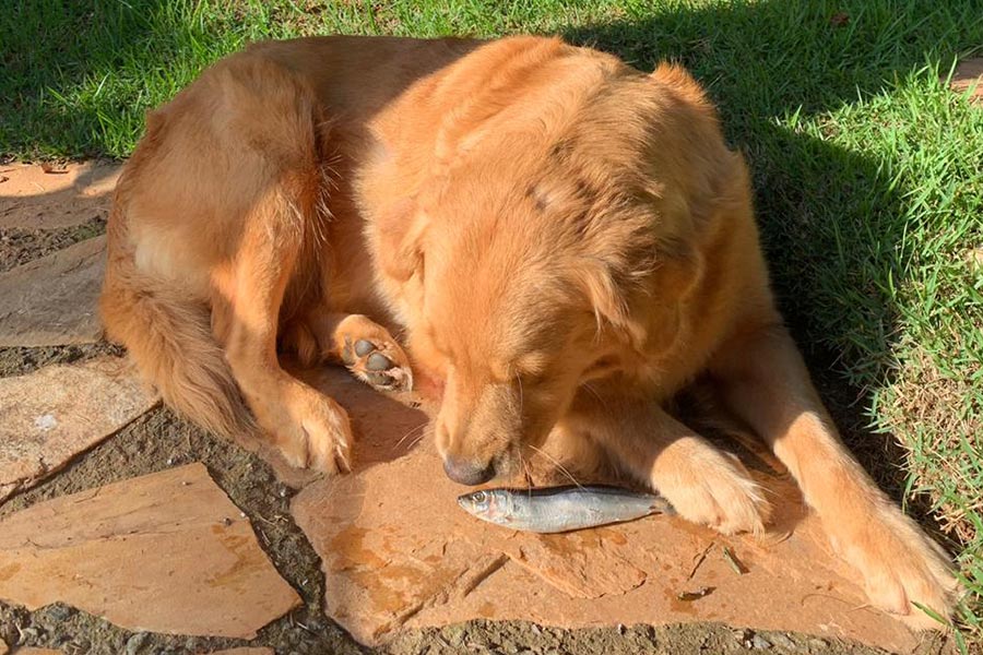 Pode Dar Fígado de Boi Para Cachorro?