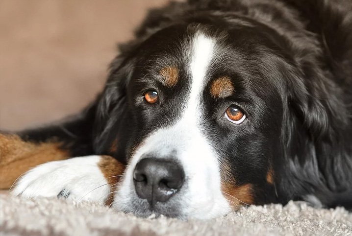 Como Saber a Quantidade de Ração Para Cachorro?
