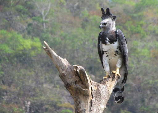 História da Harpia e Origem do Animal