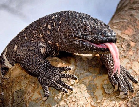 Lagarto-de-Contas: Características, Hábitat e Nome Científico