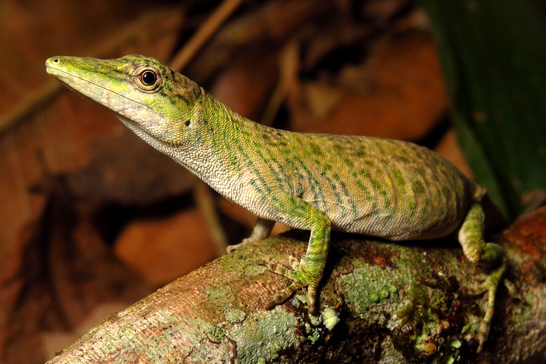 Lagarto é Perigoso para Humanos? Eles São Venenosos?