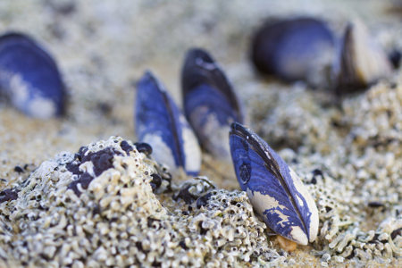 Qual a Principal Característica do Grupo dos Bivalves?