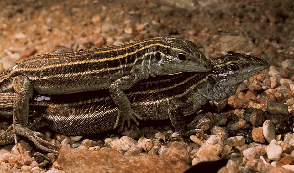 Reprodução do Lagarto: Filhotes e Período de Gestação
