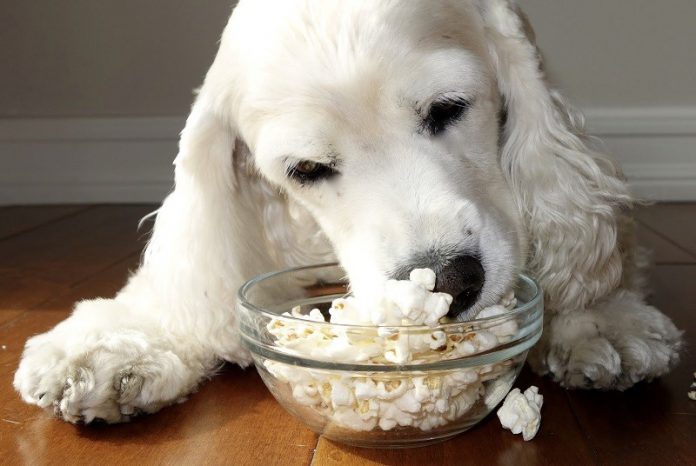 Pode Dar Pipoca para Cachorro Filhote? E Adulto?