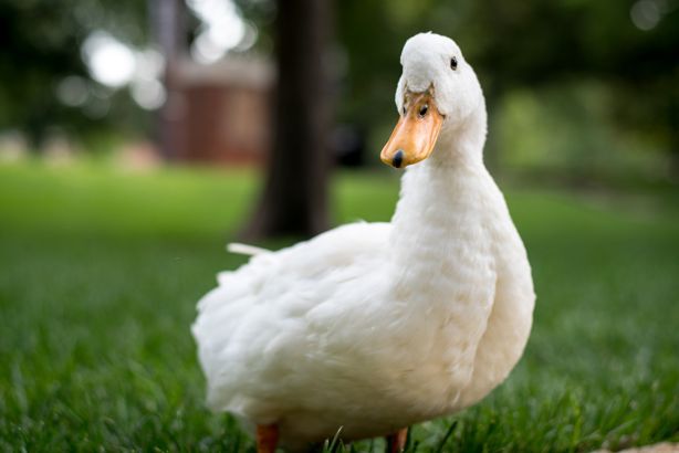 Ciclo de Vida do Pato: Quantos Anos Eles Vivem?