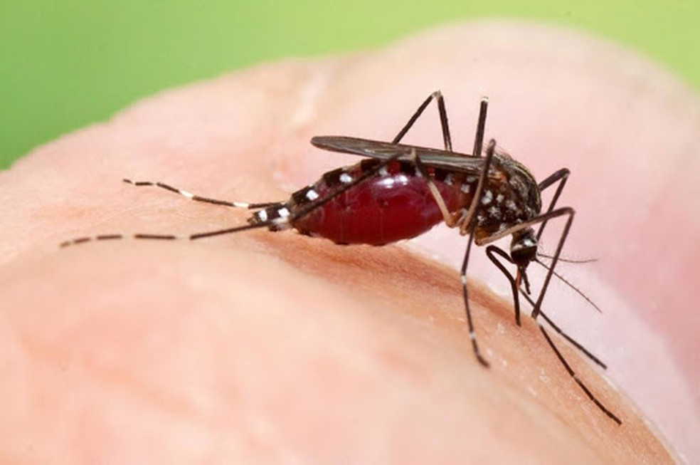 Qual a Doença Transmitida pelo Mosquito?
