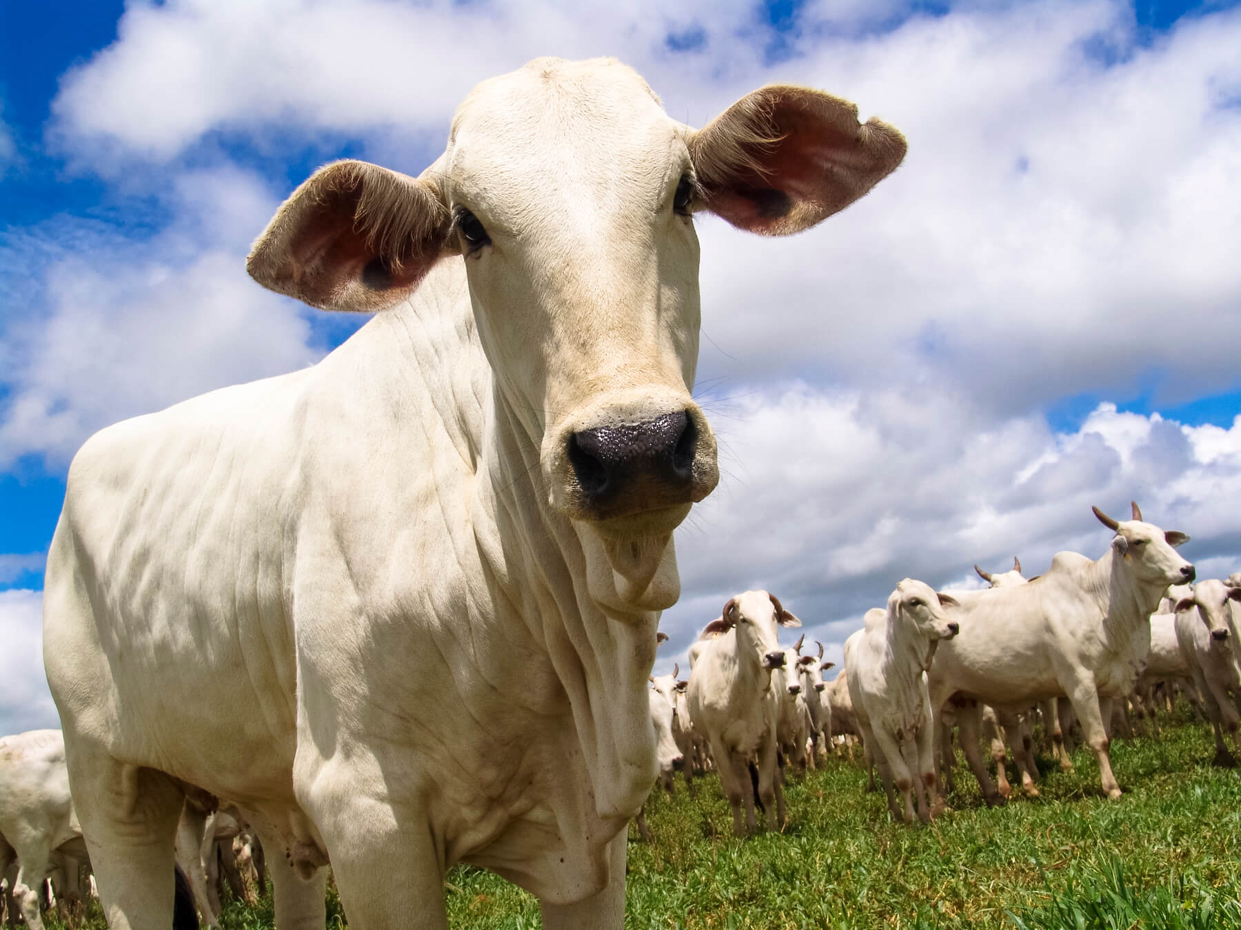 Subprodutos do Boi e Comportamento do Animal