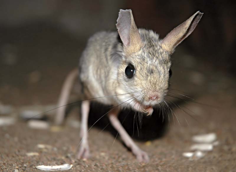 Alimentação do Jerboa: O que Eles Comem ?