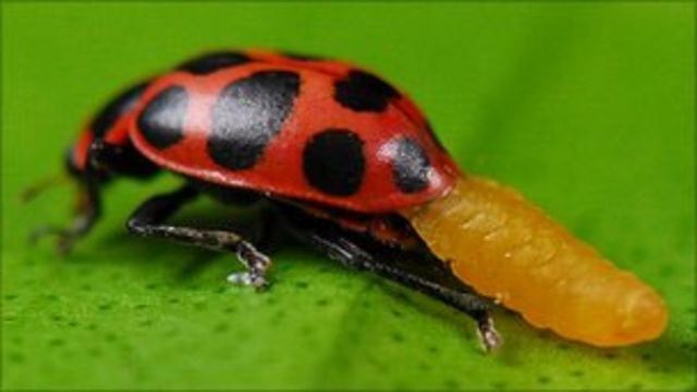 Joaninha: Curiosidades e Fatos Interessantes Sobre o Animal