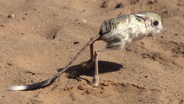 Quais São os Predadores do Jerboa e Seus Inimigos Naturais ?