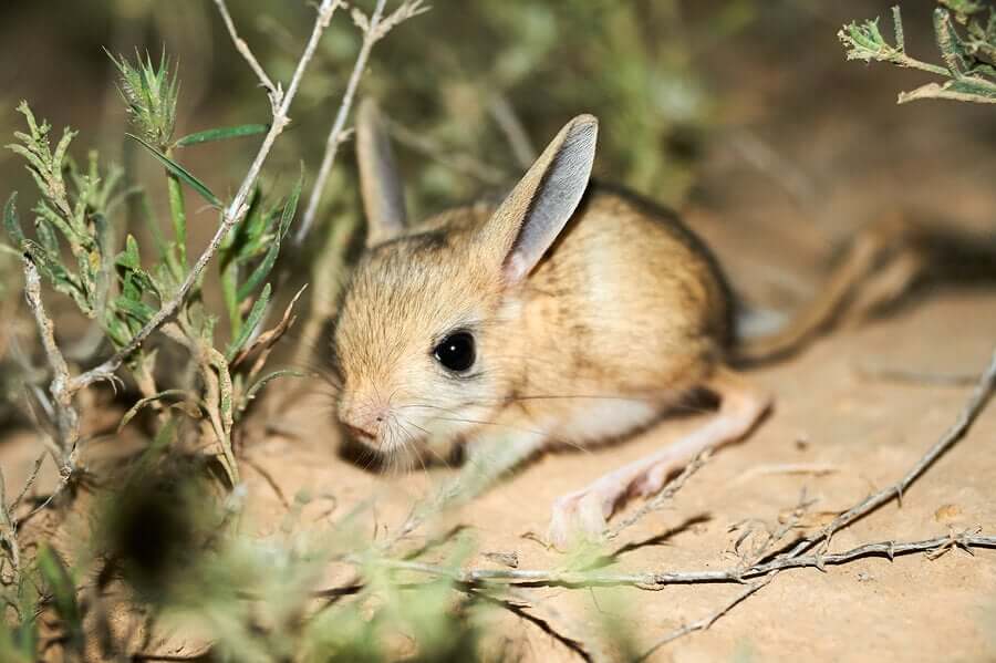Jerboa: Curiosidades e Fatos Interessantes Sobre o Animal