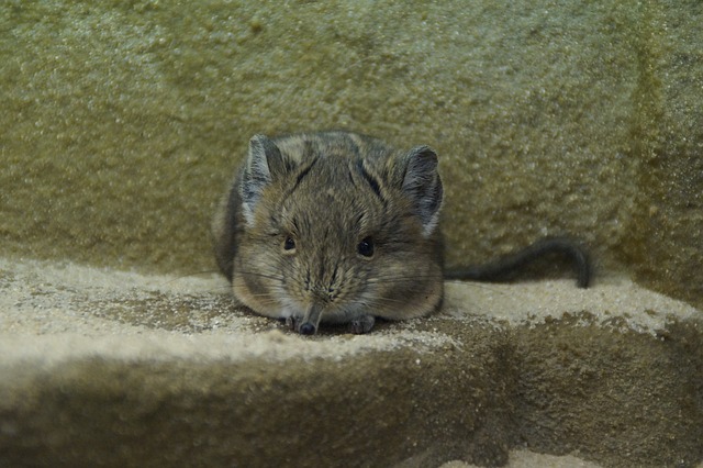 Jerboa-do-Cânion: Características e Curiosidades